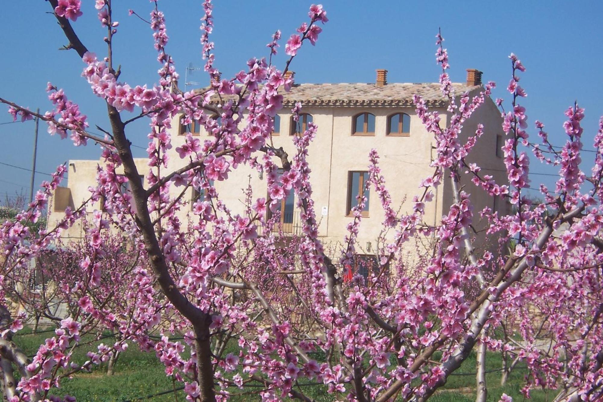 Mas Taniet Hotel Rural Benissanet エクステリア 写真
