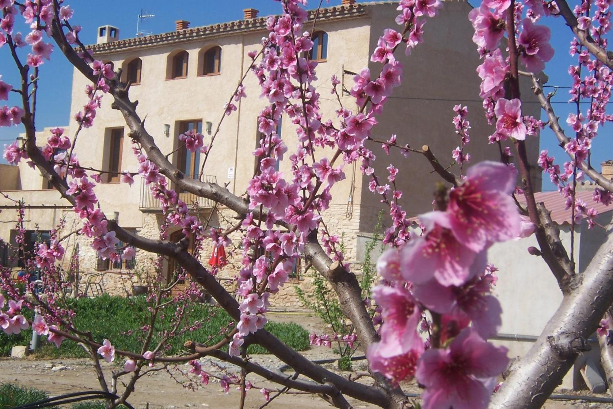 Mas Taniet Hotel Rural Benissanet エクステリア 写真